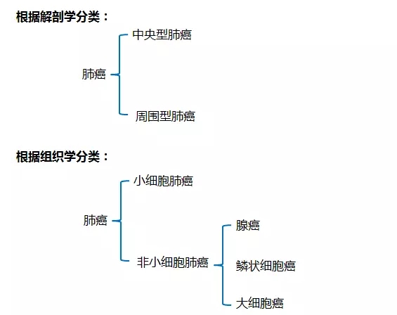 肺癌分类.jpg